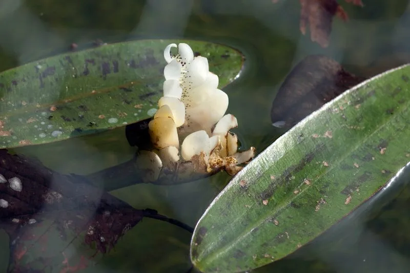 Aponogeton distachyos