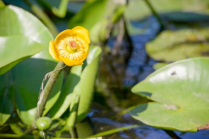 Nuphar lutea