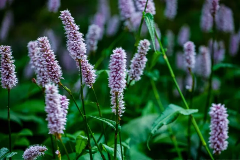 Persicaria bistorta