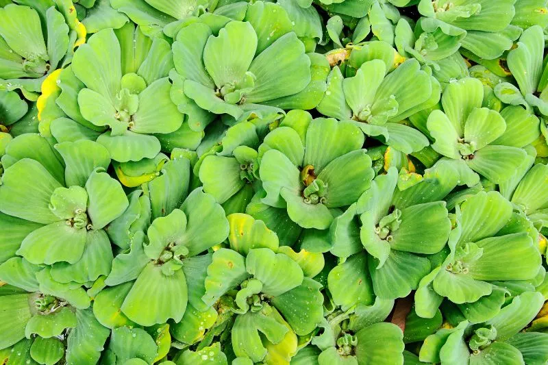 Pistia stratiotes