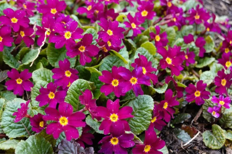 Primula japonica