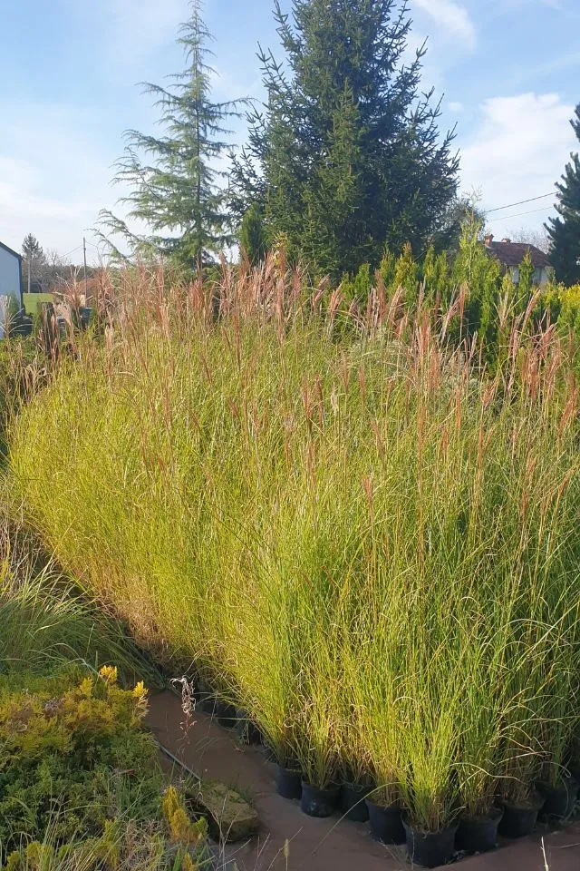 'Miscanthus sinensis' - sadnice