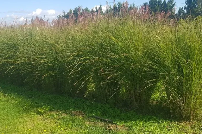 'Miscanthus sinensis' – Kineski šaš